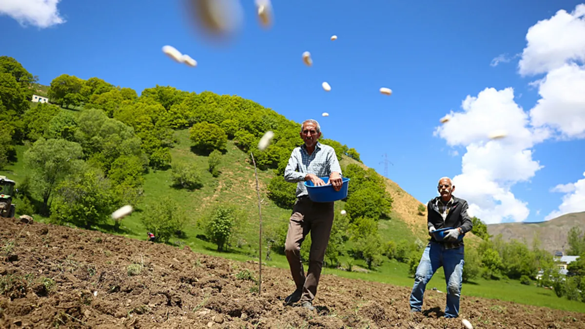20 dakikada pişiyor et gibi tadı var: Asırlık ata tohumu toprakla buluştu!