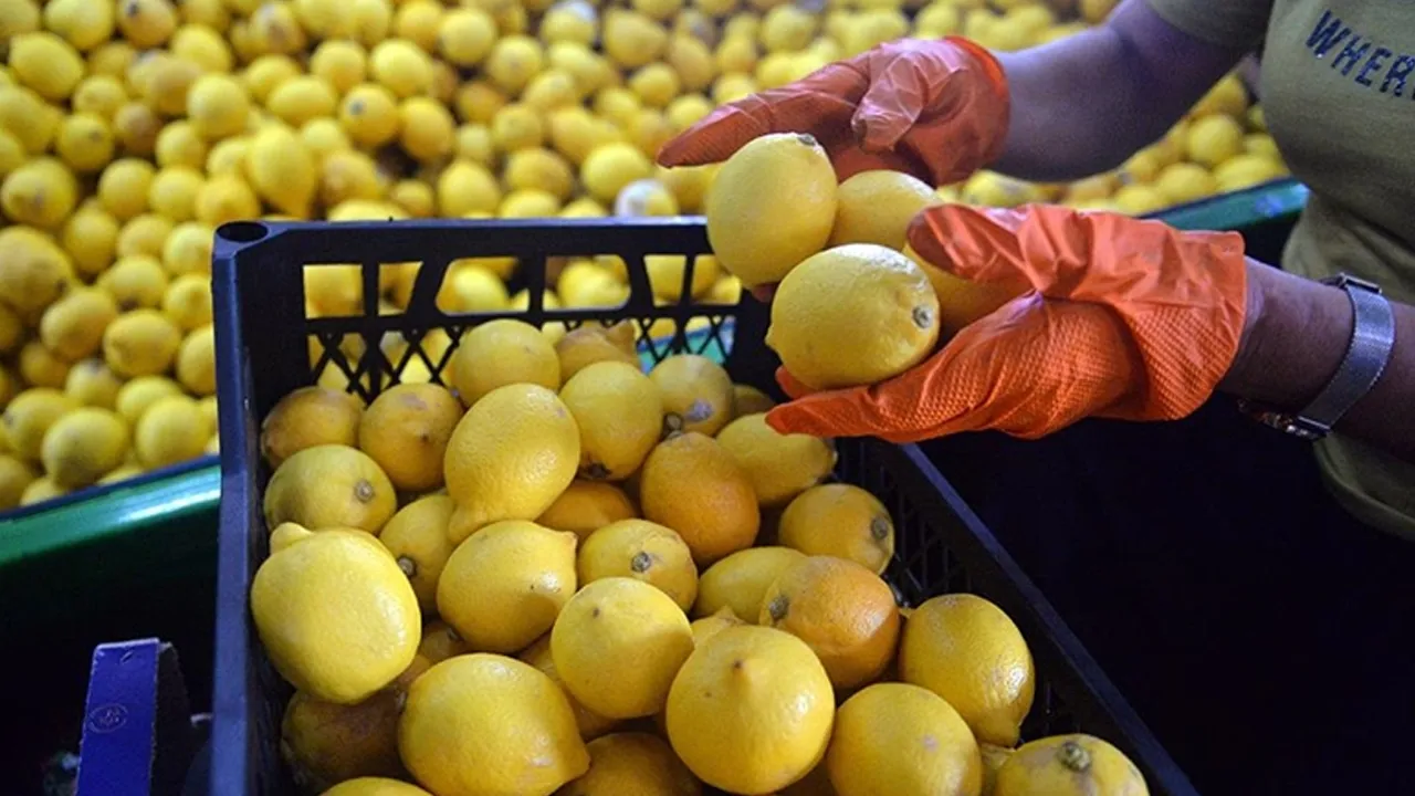Türkiye dünyada 5'inci sırada! Limon ihracatı 195 milyon dolara ulaştı