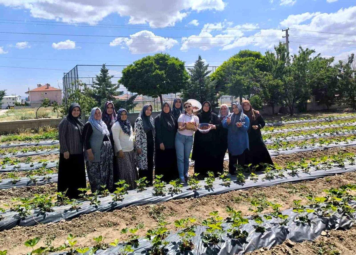 ADEM projesinde ilk çilek hasadı yapıldı