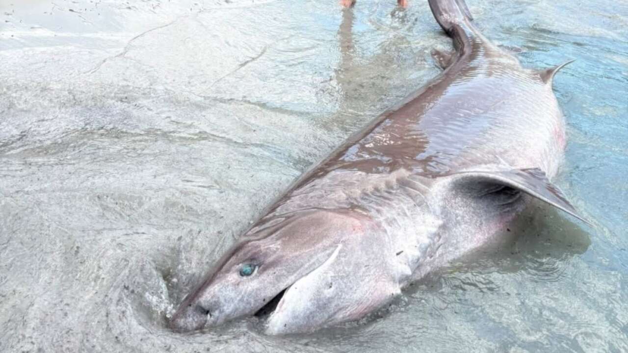 Kuşadası'nda kıyıda ölü köpek balığı bulundu