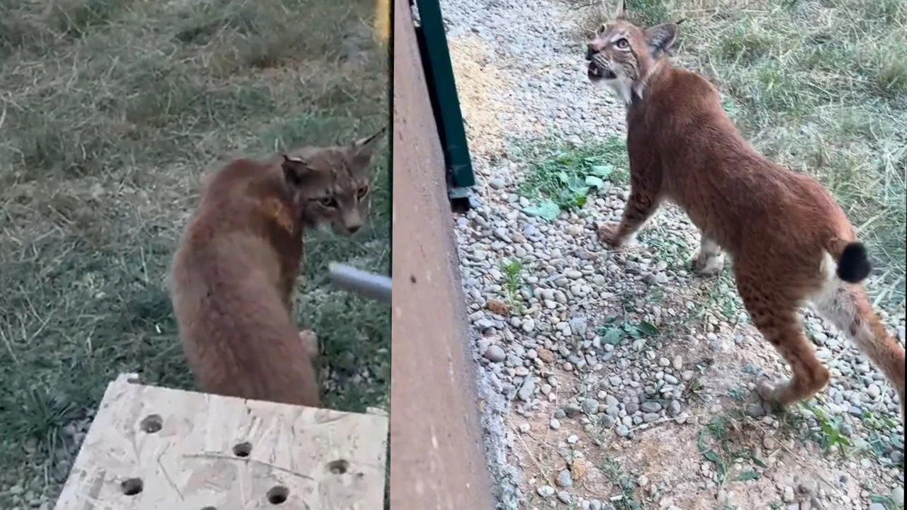 Bagajda vahşi yaşam: Doğanın kaçak yolcuları sınırda yakalandı