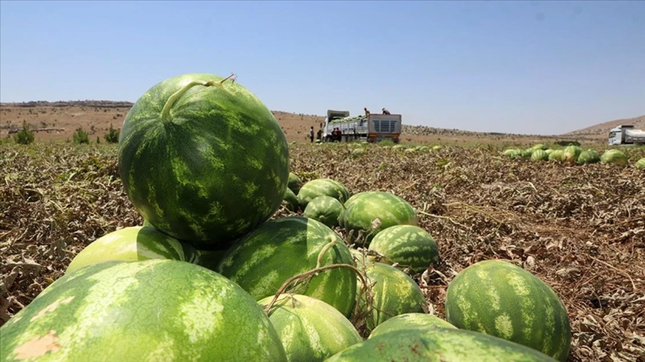 Diyarbakır karpuzuna dolu rötarı: Hasat 20 Temmuz'a kaldı