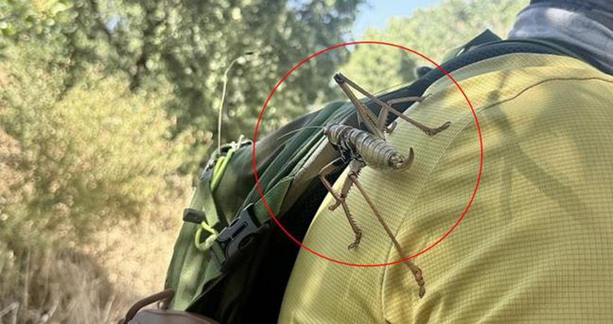 SON DAKİKA: Çekirge istilası mı var, Tarım ve Orman Bakanlığı ne açıklama yaptı? Hangi şehirlerde çekirge istilası var,..