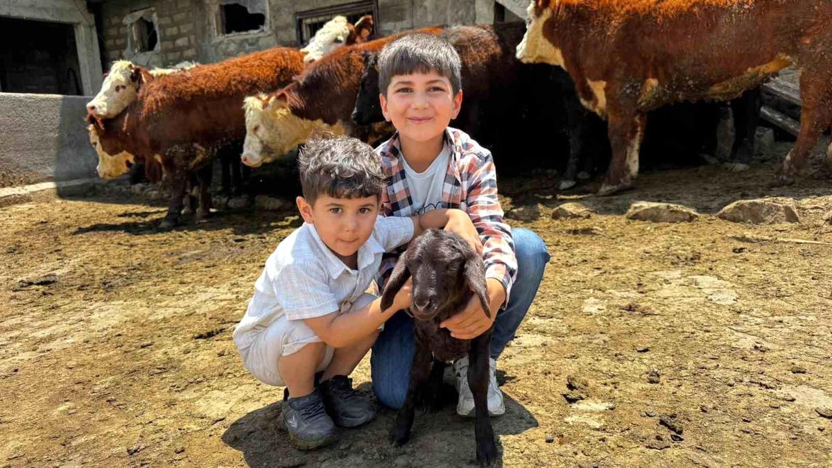 Ağrı'da damızlık desteğiyle kırmızı et üretimi güçleniyor