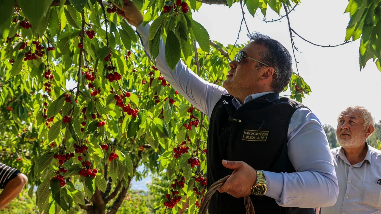 Bilecik’te 27 bin dekar alanda üretilen kirazın ilk hasadı yapıldı