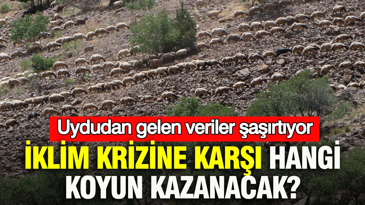 İklim krizine karşı hangi koyun kazanacak? Uydudan gelen veriler ne söylüyor?