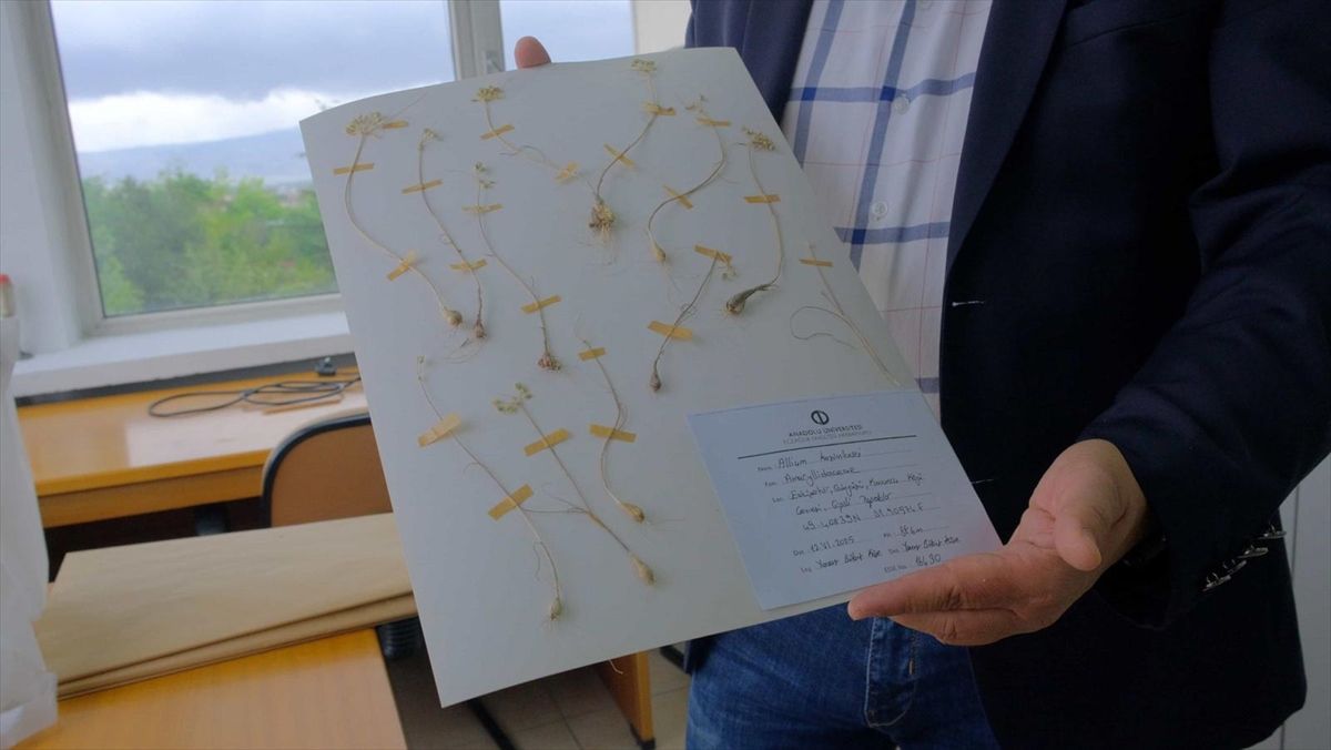 Anadolu Üniversitesi akademisyenleri dünya literatürüne 2 yeni endemik bitki türü kazandırdı