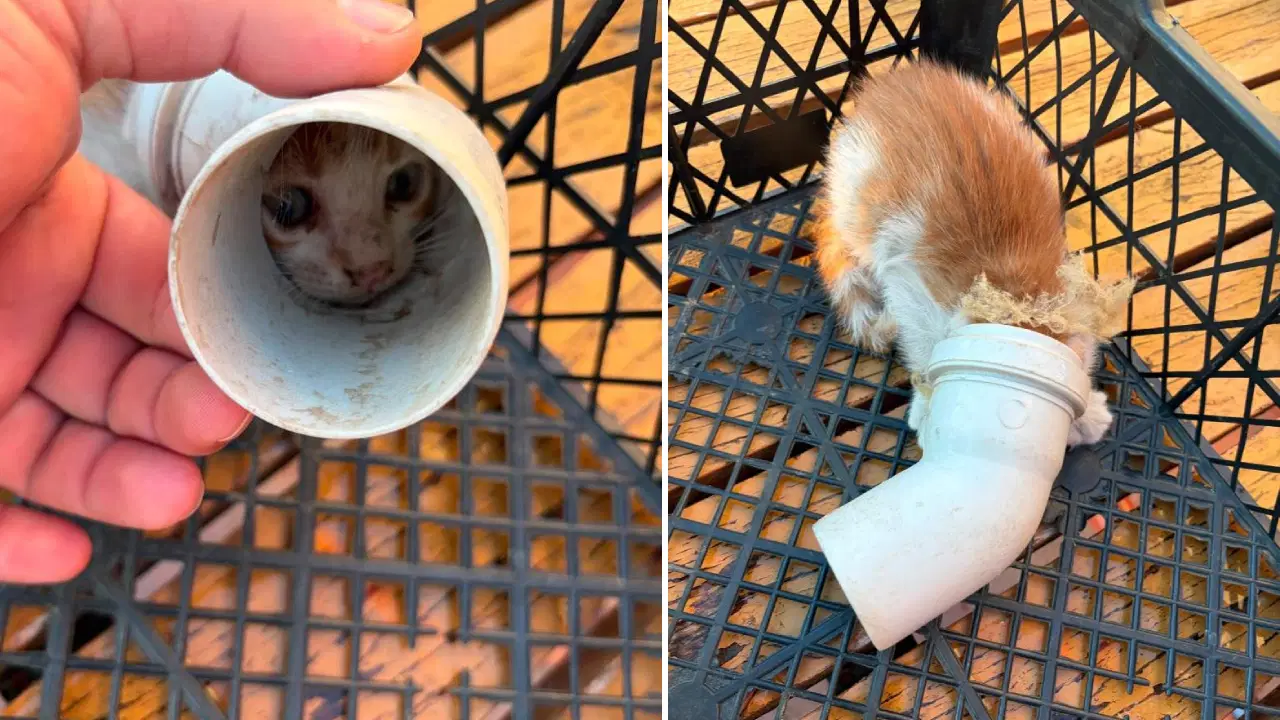 PVC borusuna sıkışan yavru kedi kurtarıldı