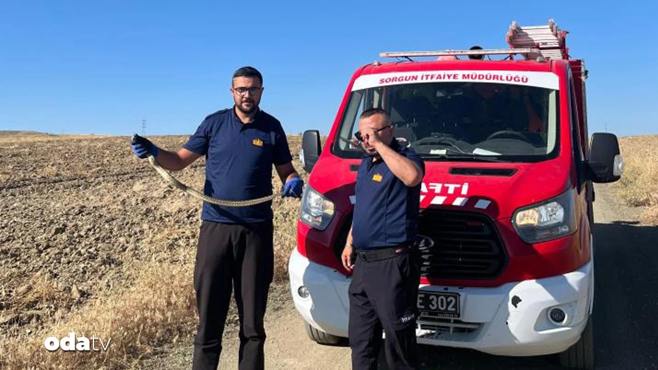 Kaymakamlığa giren yılan doğaya bırakıldı