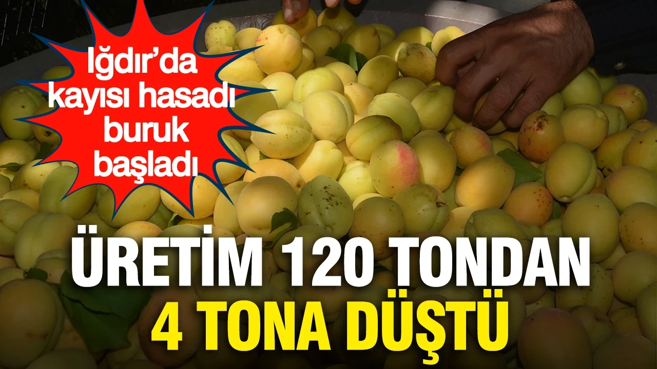 Iğdır’da kayısı hasadı buruk başladı...Üretim 120 tondan 4 tona düştü