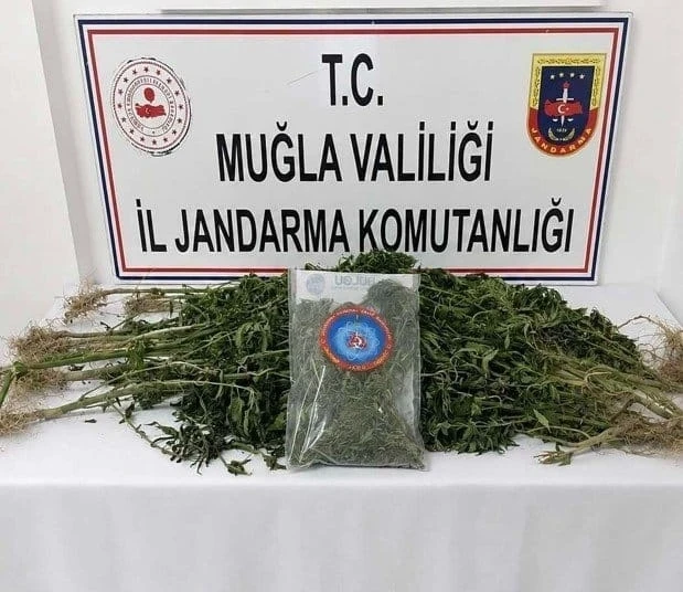 Muğla'da uyuşturucu operasyonları: 5 zanlı tutuklandı