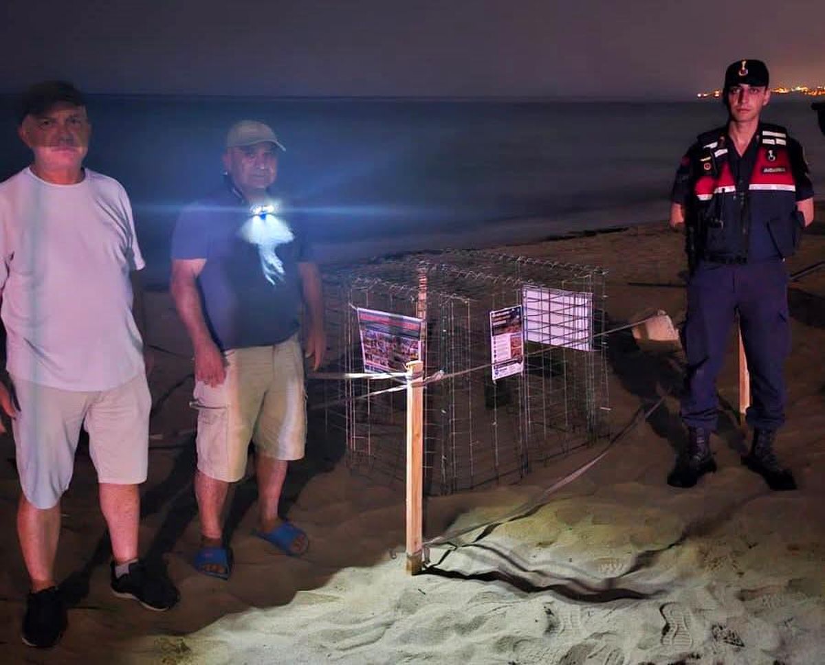 Kuşadası'nda caretta caretta heyecanı: İlk yuva koruma altına alındı
