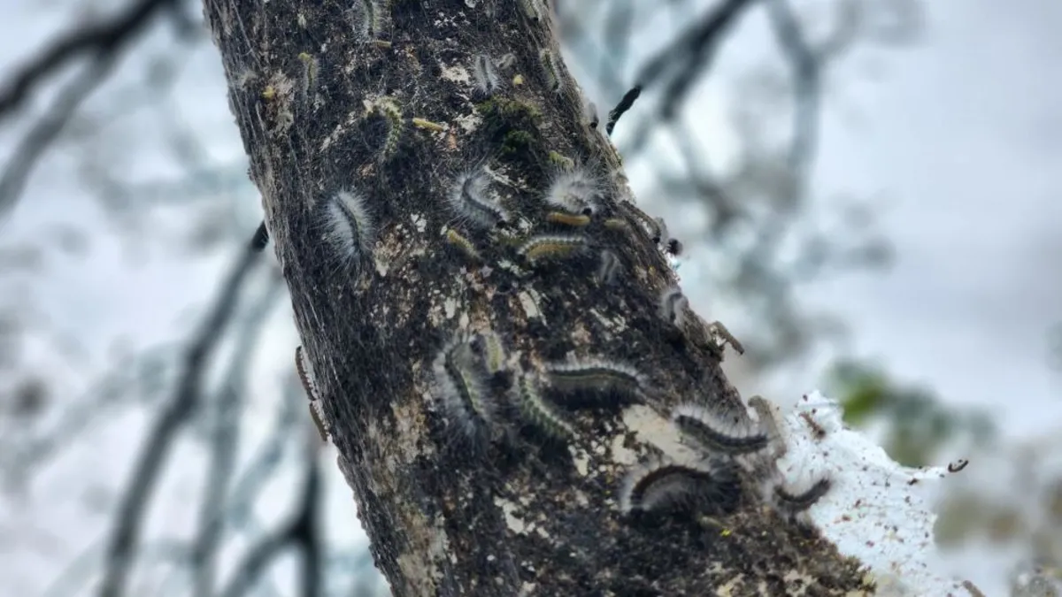 Karadeniz’de böcek istilası