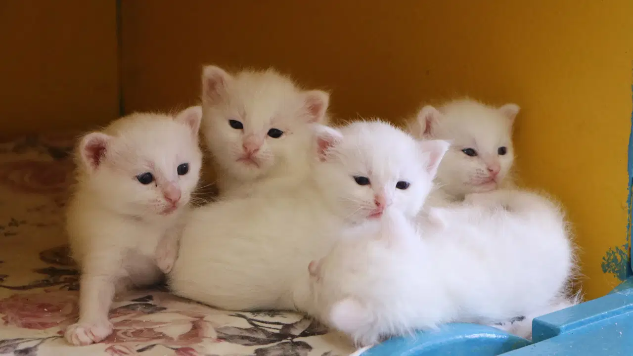 Van Kedi Villası'nda 100 yavru doğdu: Binlerce ziyaretçi akını