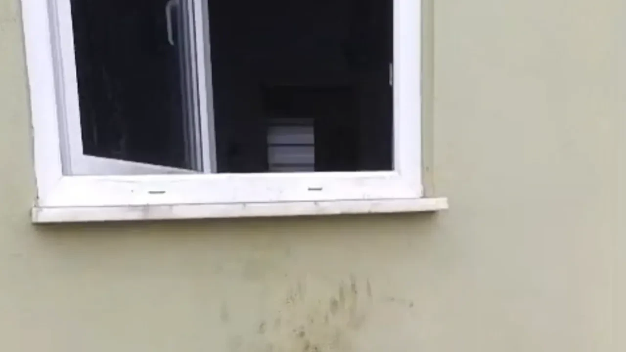 Rize'de ayı 20 eve baskın yaptı: Her yer darmaduman oldu