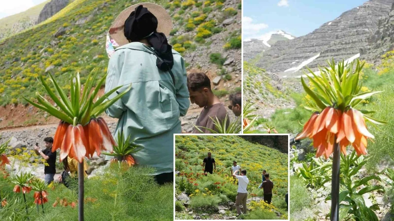 Şırnak’ta endemik güzellik: Ters laleler ilgi odağı oldu