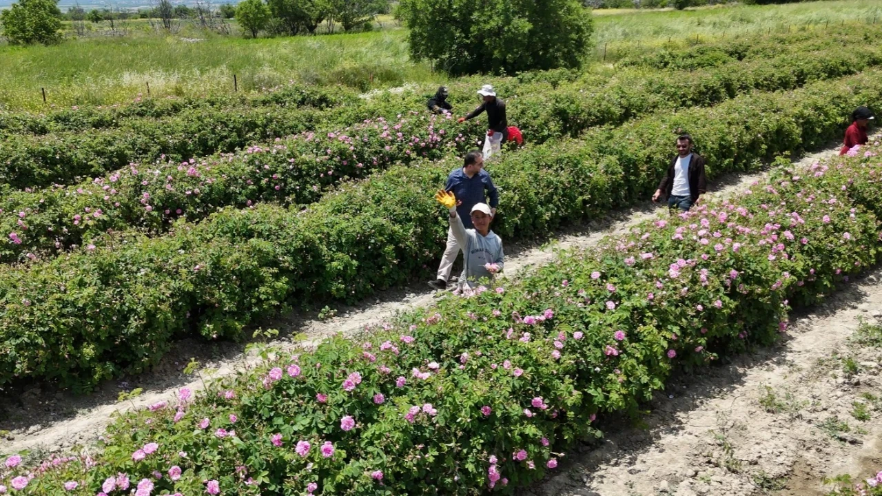 Isparta'da sıvı altın hasadı başladı: Kilogramı 640 bin lira