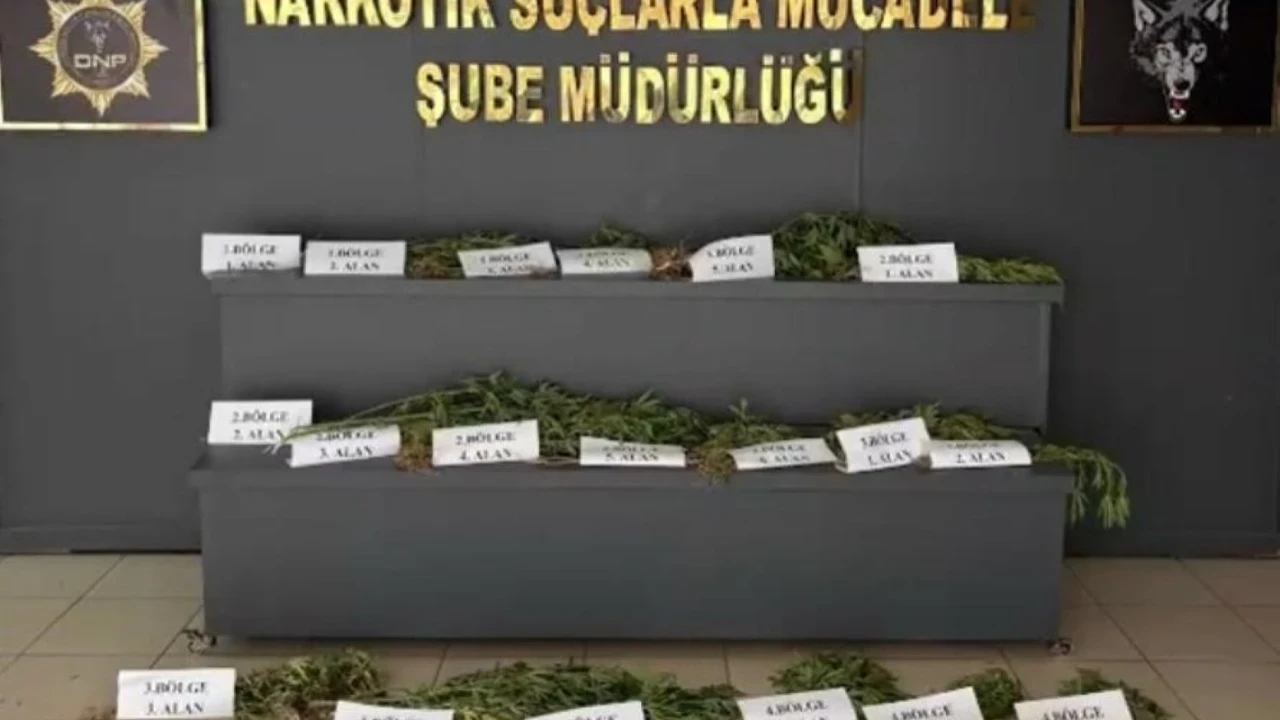 Diyarbakır'da narkotik operasyonunda 12 bin kök kenevir ele geçirildi