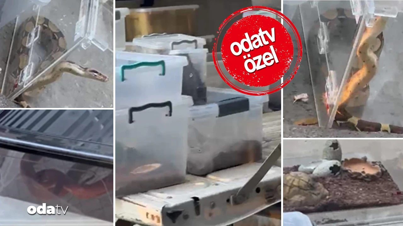 Orman değil apartman dairesi: Kadıköy'ün göbeğinde egzotik çiftlik... Neler çıktı neler