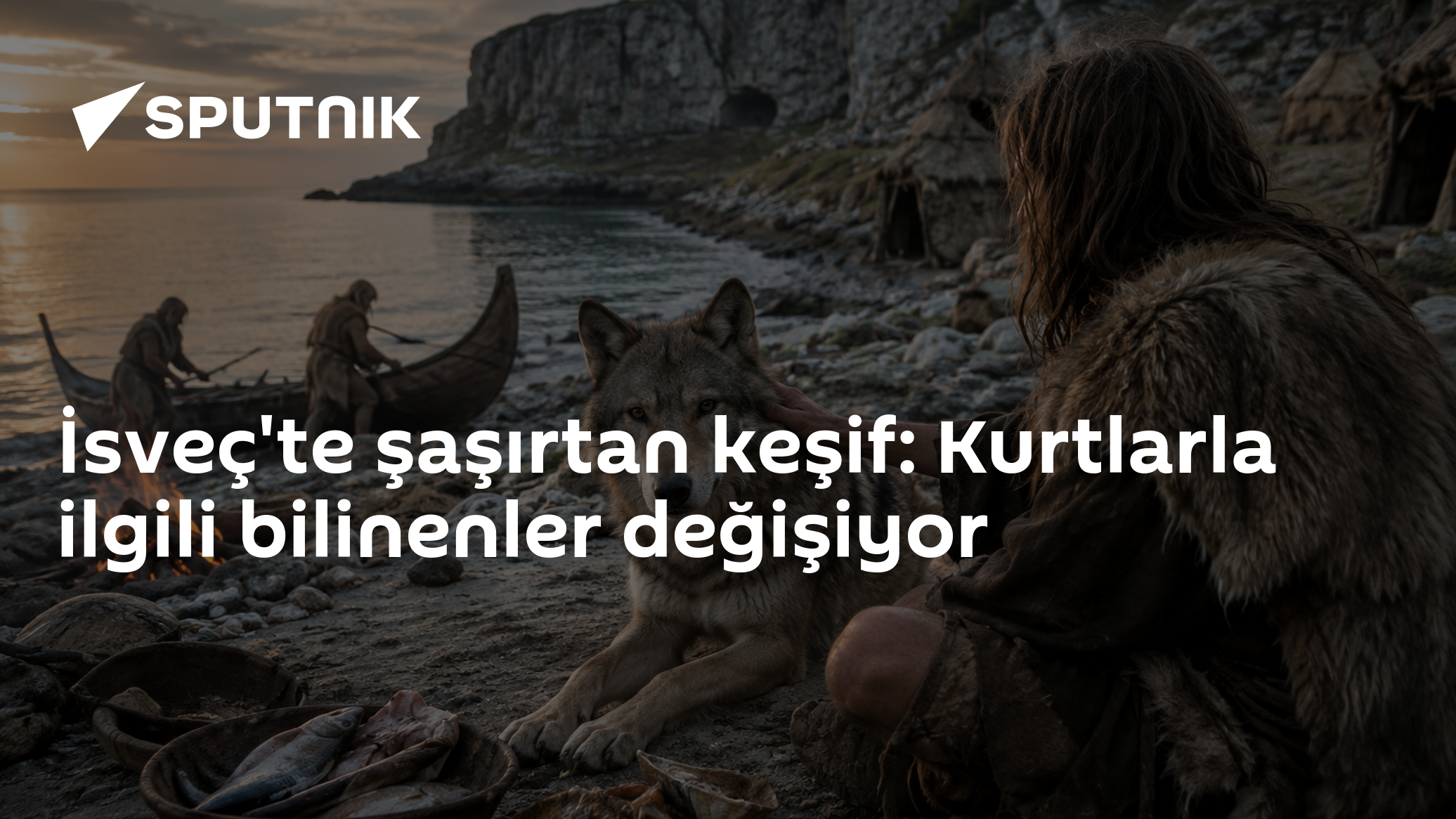 İsveç'te şaşırtan keşif: Kurtlarla ilgili bilinenler değişiyor