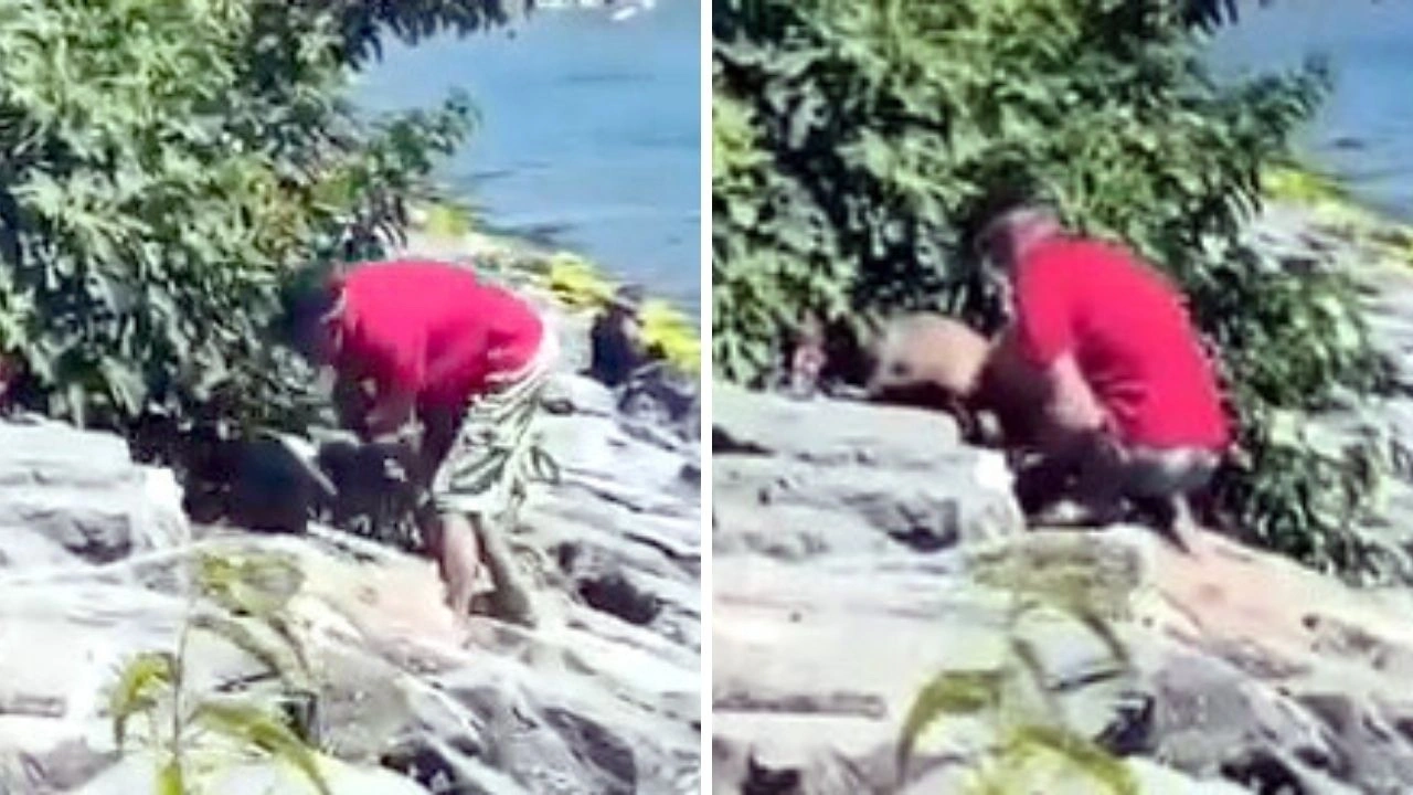 Güpegündüz köpeğe işkence etti! Acı çığlıkları tüm sahili kapladı...