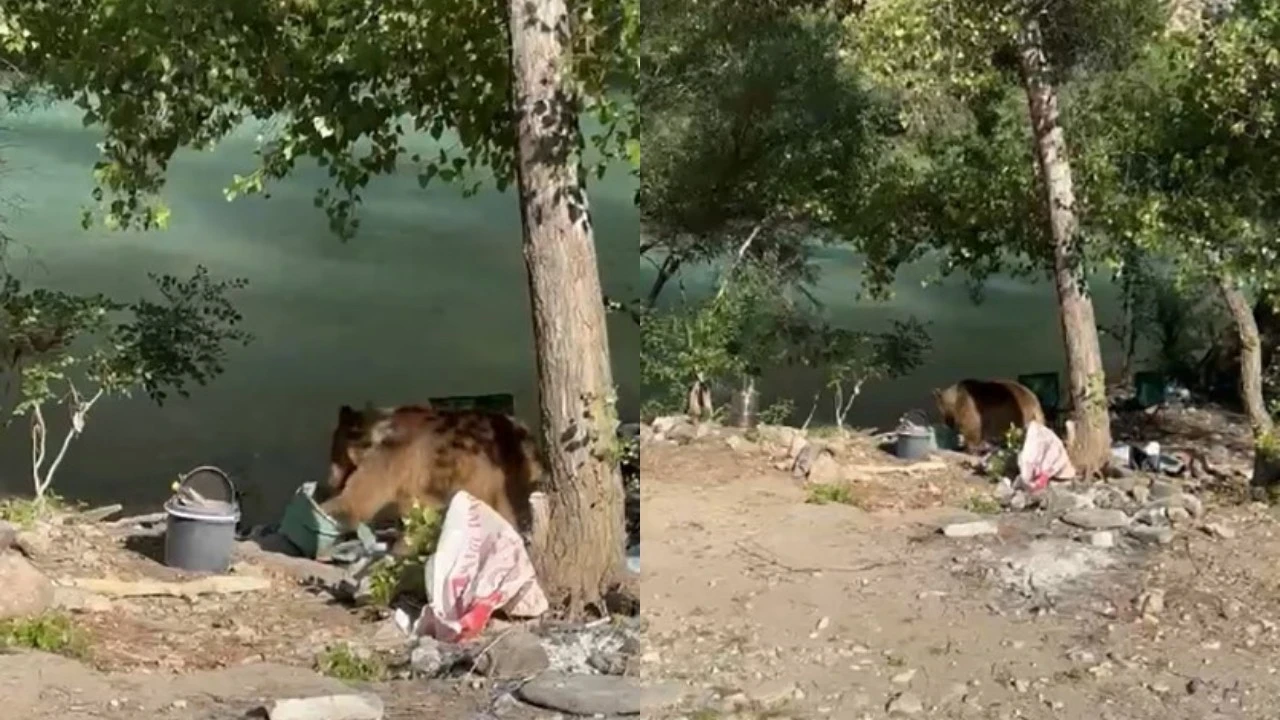 Tunceli'de ilginç anlar: Bozayı piknik sofrasına geldi
