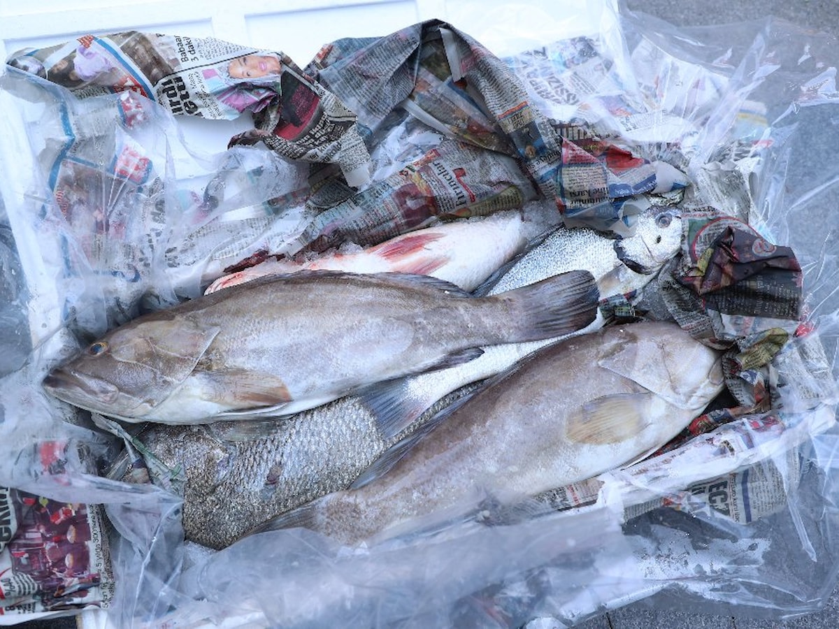 Antalya Otogarı'nda 260 kilo kaçak balık ele geçirildi