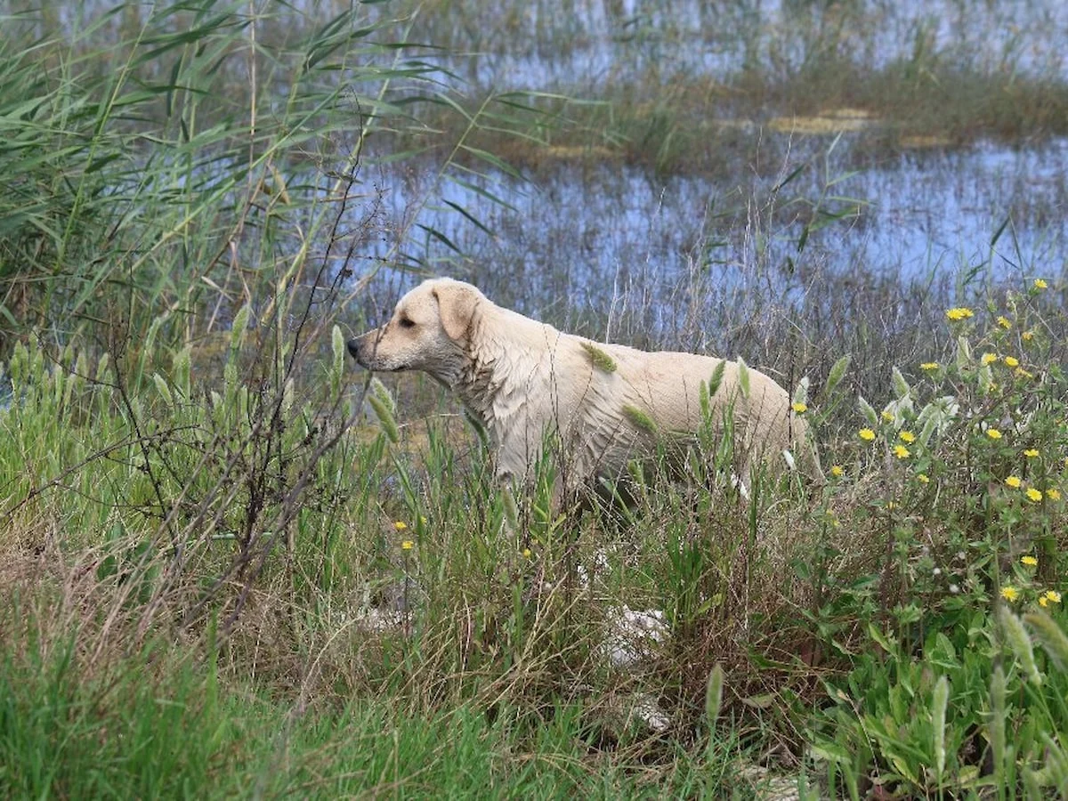 Hatay’da sulak alana 5 köpek bırakan 2 kişiye 540 bin TL para cezası