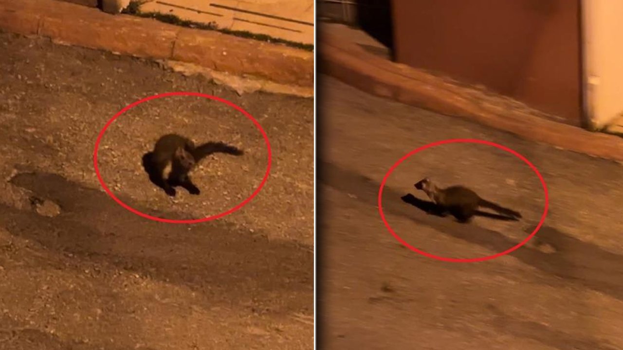 Her akşam aynı saatte ortaya çıkıyorlar! Bu mahallede sansarlar geziyor