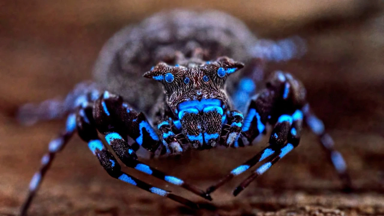 Yeni canlı türleri keşfedildi: Floresan örümcek hayran bıraktı
