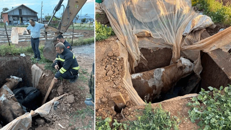 Muş’ta foseptik çukuruna düşen ineği itfaiye ekipleri kurtardı