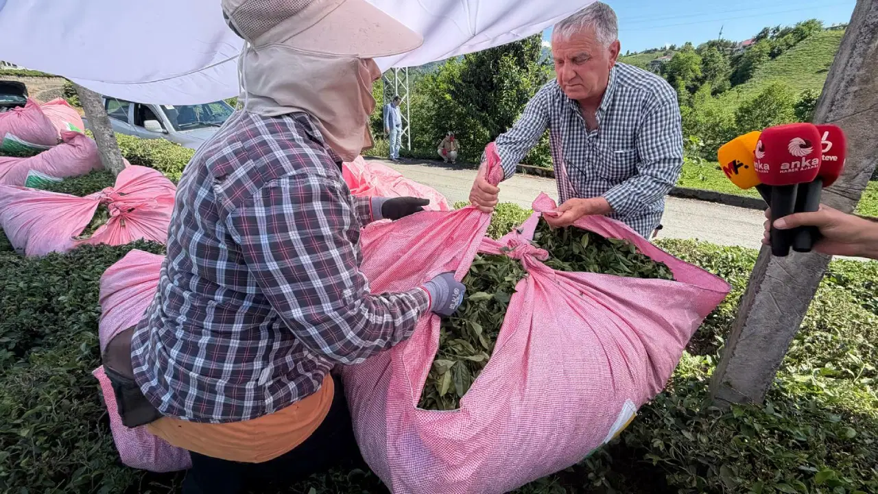 Rize’de çay üreticilerin isyanı: '1 kilo çayla 2 ekmek bile alamıyoruz, çayı dereye dökeceğiz'