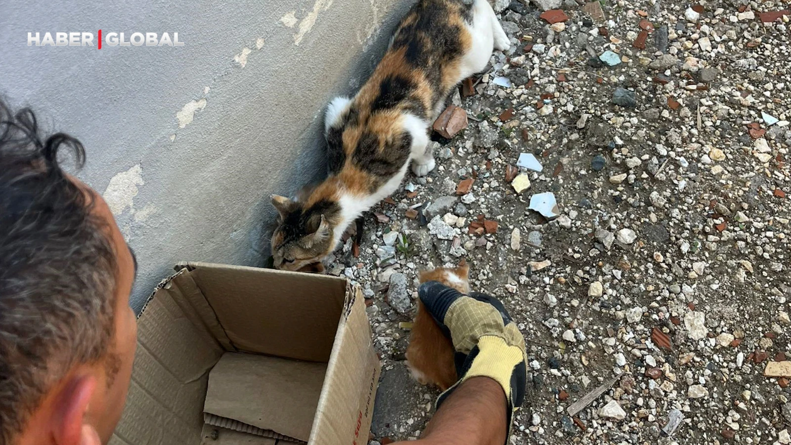 Anne kedi yavruları kurtarılana kadar ekiplerin başından ayrılmadı