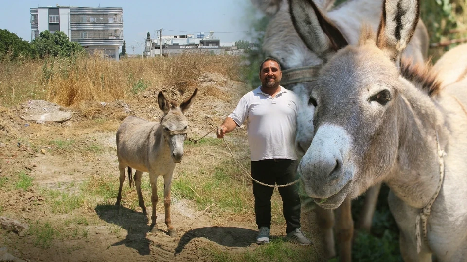 Adana’da sahipsiz şekilde koşan iki eşeği yakalayıp bakımını üstlendi: 'Sahiplerine teslim etmek istiyoruz'