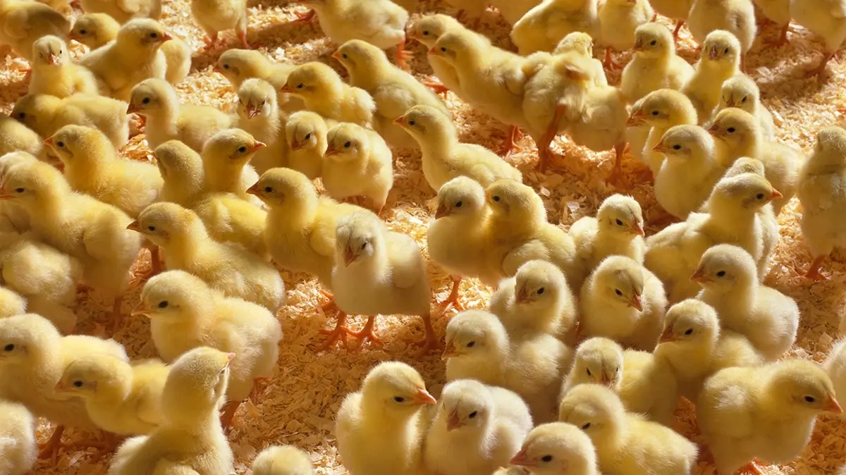 Civcivlerin içindeki minik kedi nerede" 7 saniyede 650 kişiden 21'i başarılı oldu