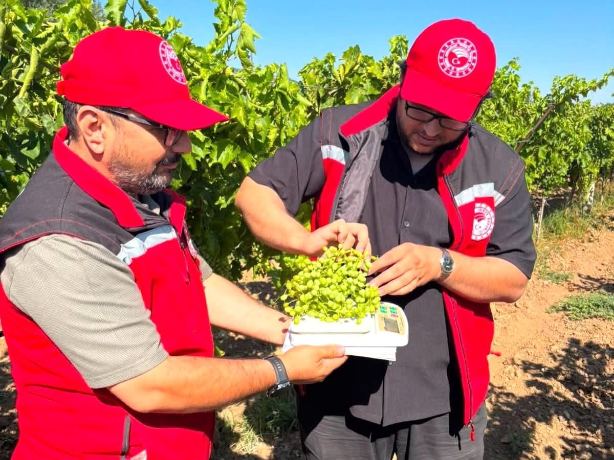 Manisa bağlarında hasat öncesi rekolte saha çalışmaları başladı