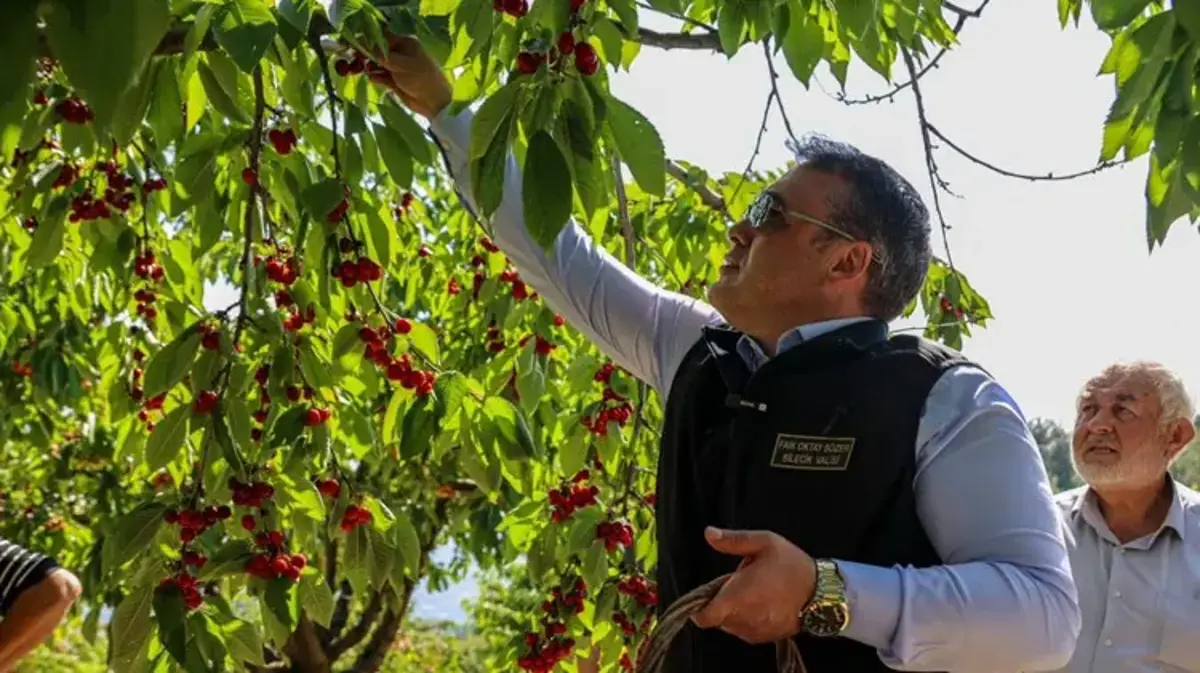 Bu yıl rekor bekleniyor! Tam 27 bin dekarlık alanda başladı: Tonlarca ürün elde edilecek