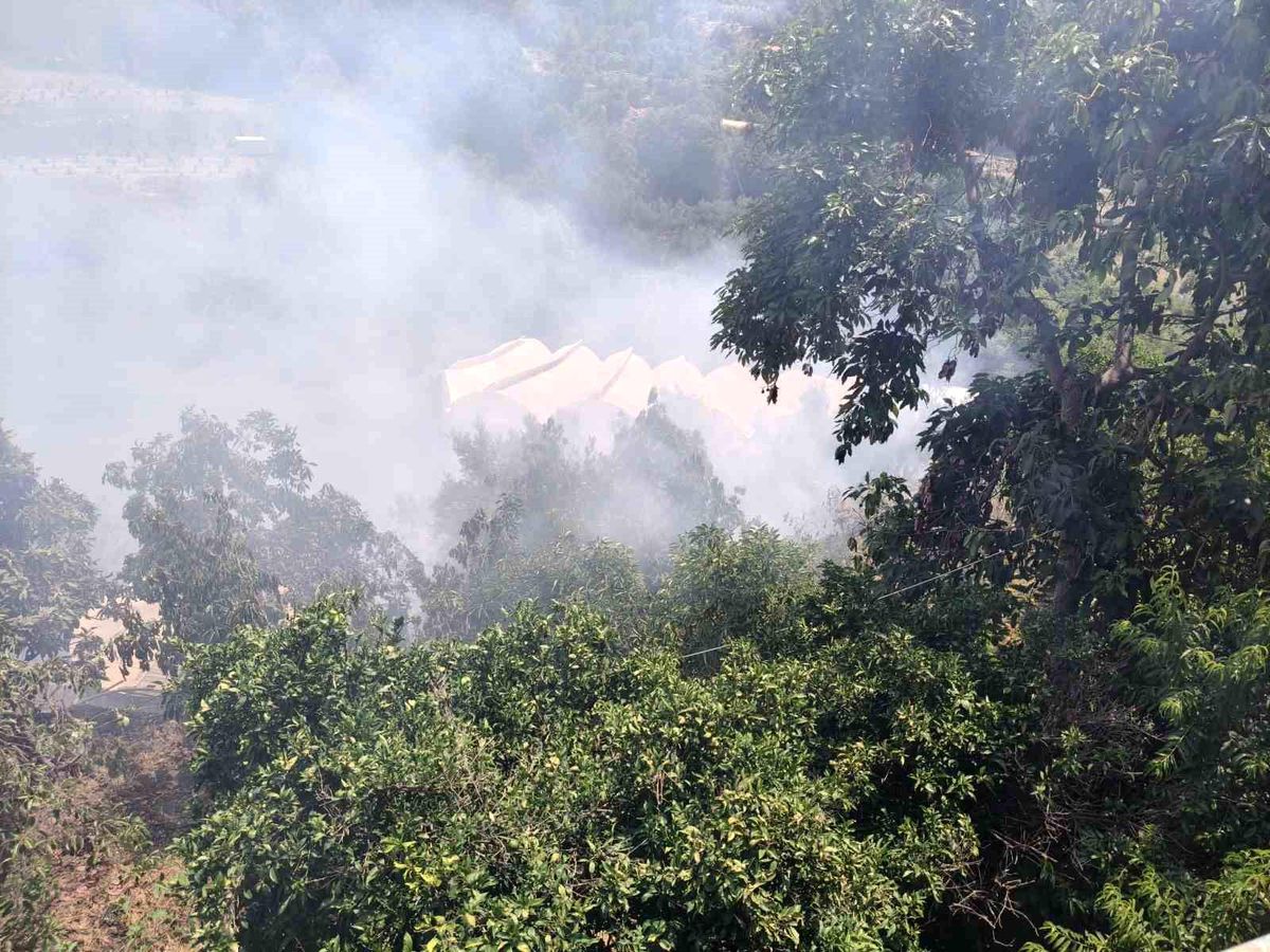 Alanya'da avokado bahçelerinin bulunduğu zirai alanda yangın