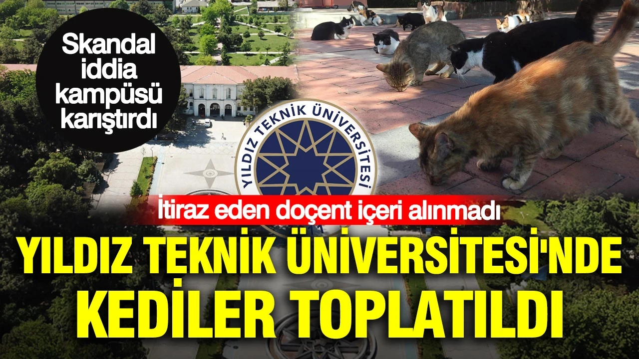 Yıldız Teknik Üniversitesi'nde kediler toplatıldı: İtiraz eden doçent içeri alınmadı