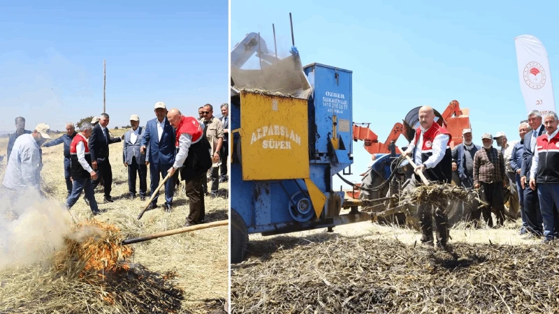 Dumanlı ateşten sofralara: Adıyaman’ın asırlık eşsiz lezzeti firik bulgurunun hasadı başladı