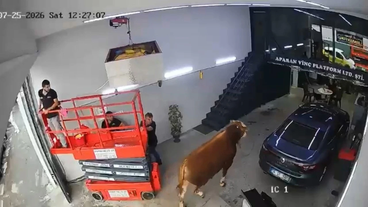 Ümraniye’de kaçan boğa sanayi sitesinde dükkana girdi, çalışanlar panikle kaçtı