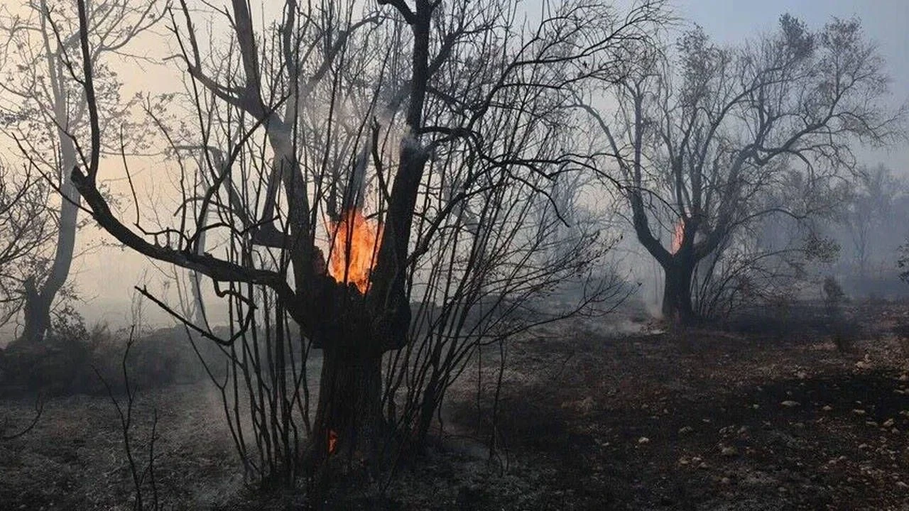 Komşuda orman yangını çıktı