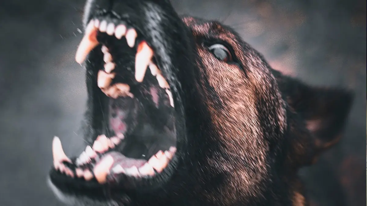O tarihe kadar sokakta köpek kalmayacak! Bakan Çiftçi talimat verdi