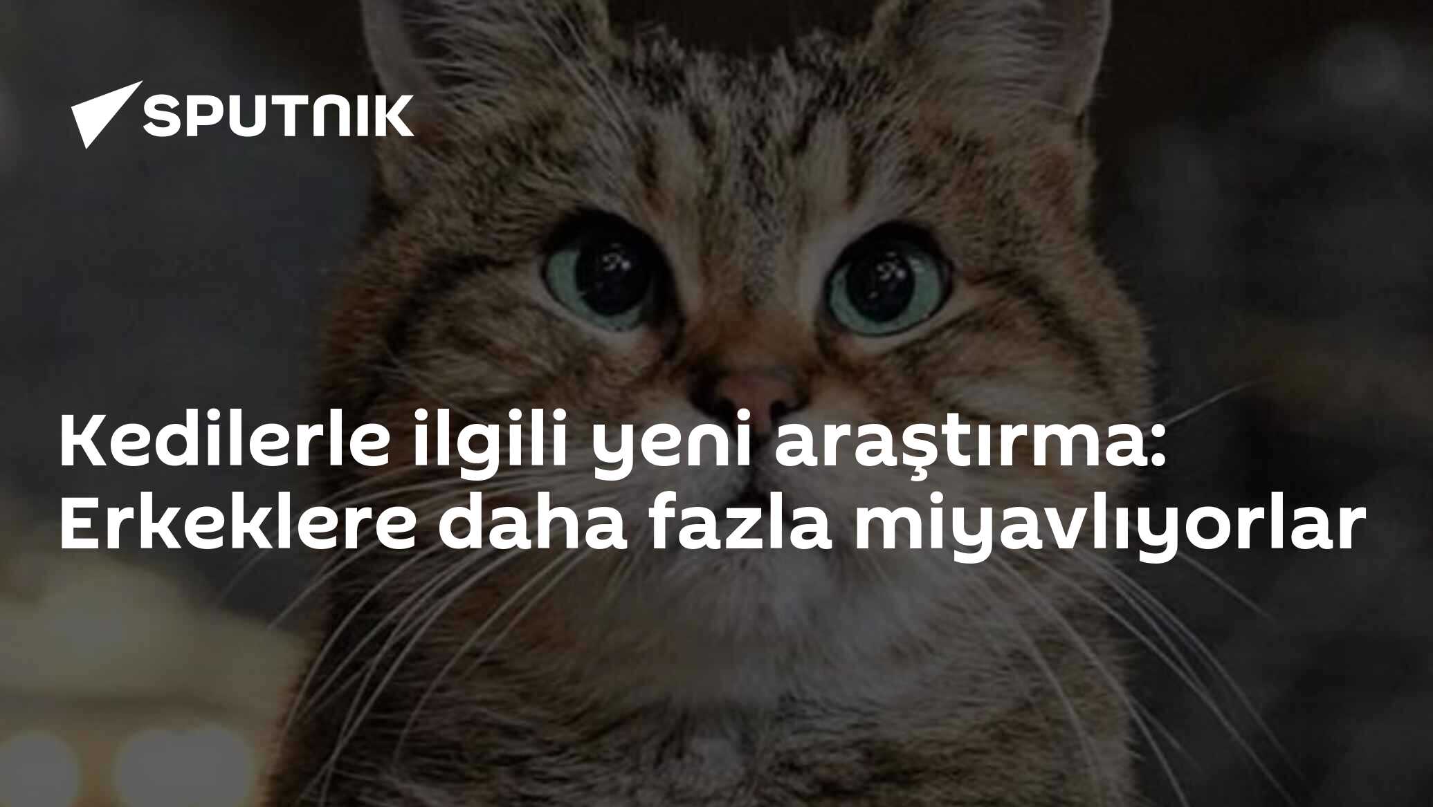 Kedilerle ilgili yeni araştırma: Erkeklere daha fazla miyavlıyorlar