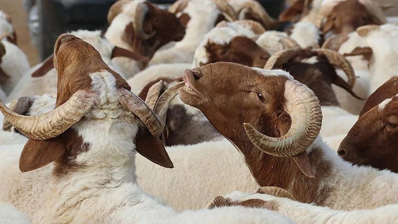 Meserret Taşkın’dan mektup var! Kurban Bayramı
