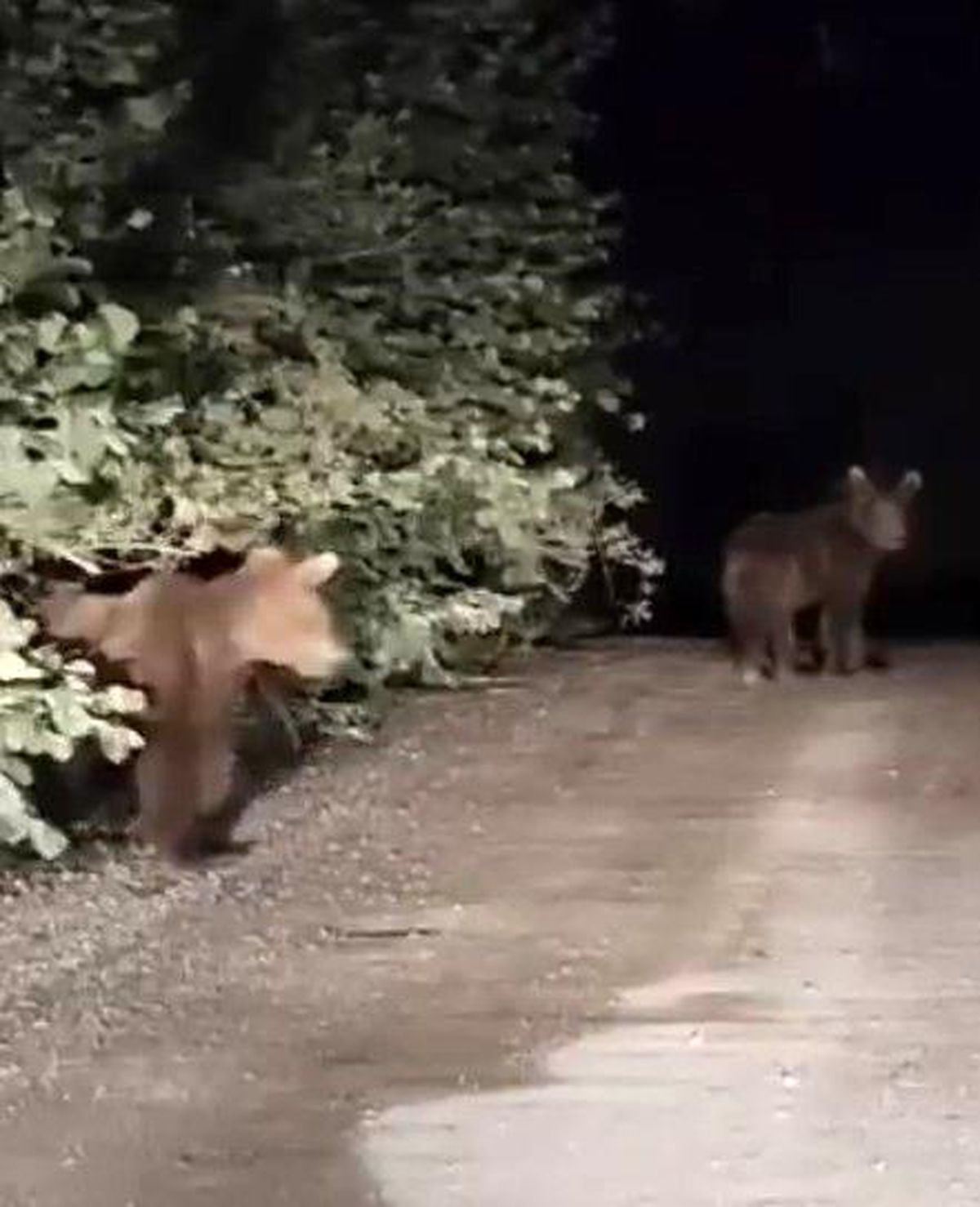 Gece yarısı ayılarla karşılaşan vatandaşlar panik yaşadı: O anlar kamerada