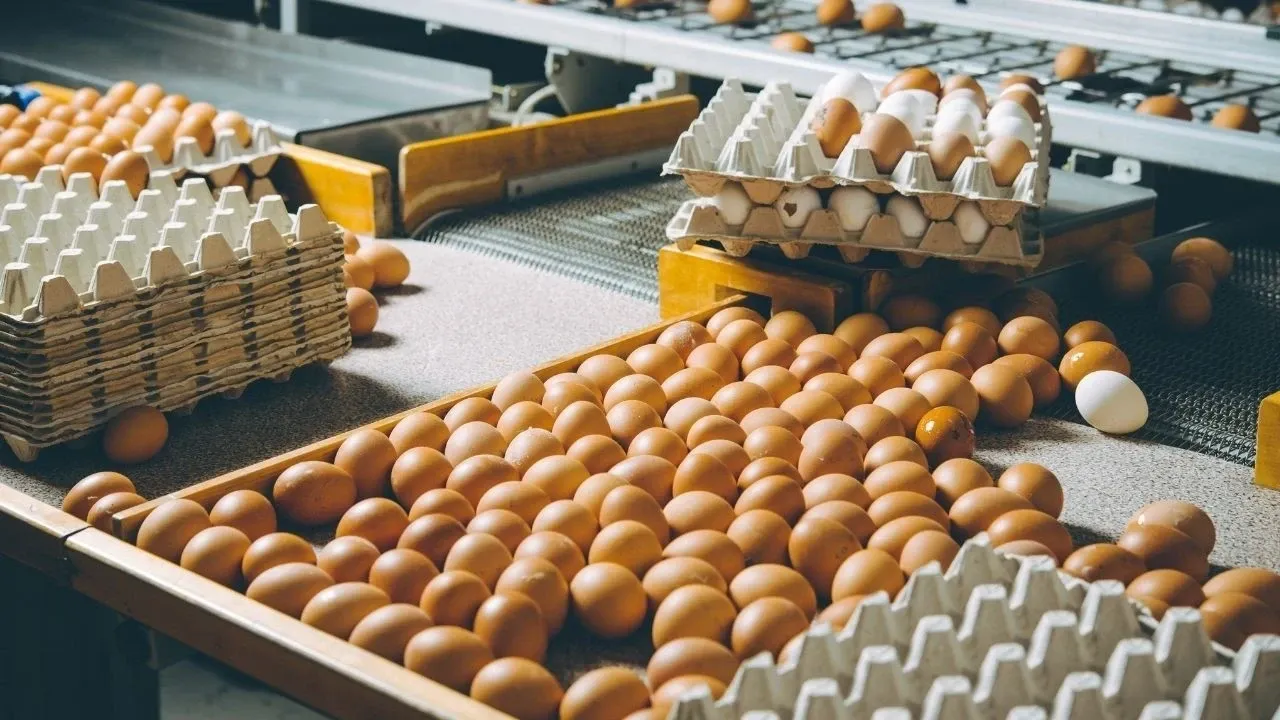 ABD'de milyonlarca yumurta salmonella şüphesiyle toplatılıyor