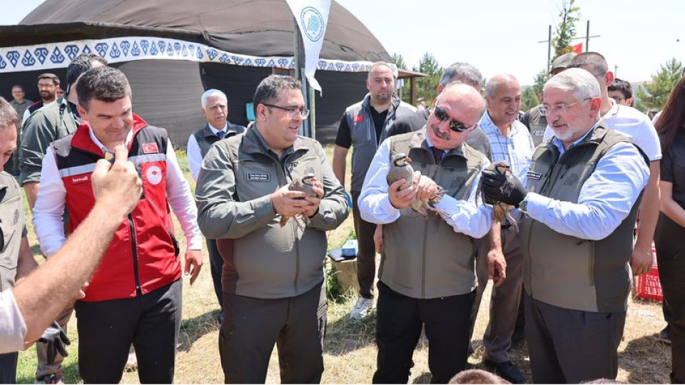 Çorum'da keneyle mücadele için 500 keklik doğaya salındı