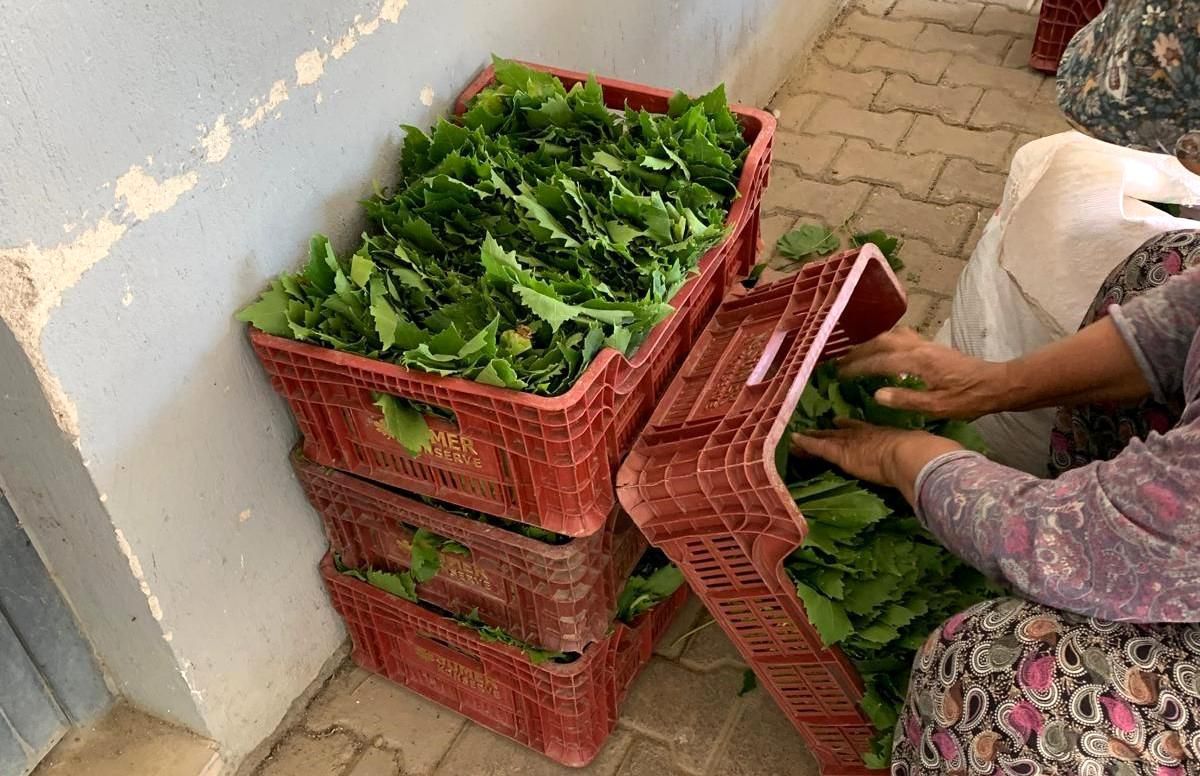 Sarıgöl'de yaprak fiyatları 35-40 TL'ye geriledi