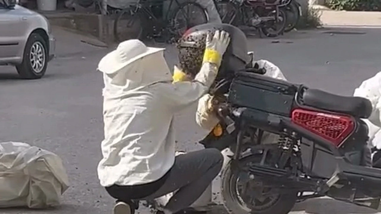 İnegöl'de ilginç anlar: Motosiklette toplanan arıları, özel kıyafetiyle kovana topladı